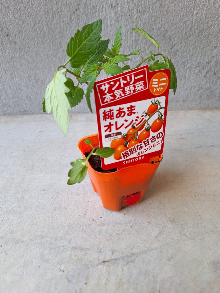 サントリー本気野菜★ミニトマト