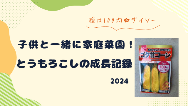 とうもろこしの成長記録